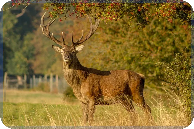미국월배당주 매달 현금흐름을 어떻게 만들까