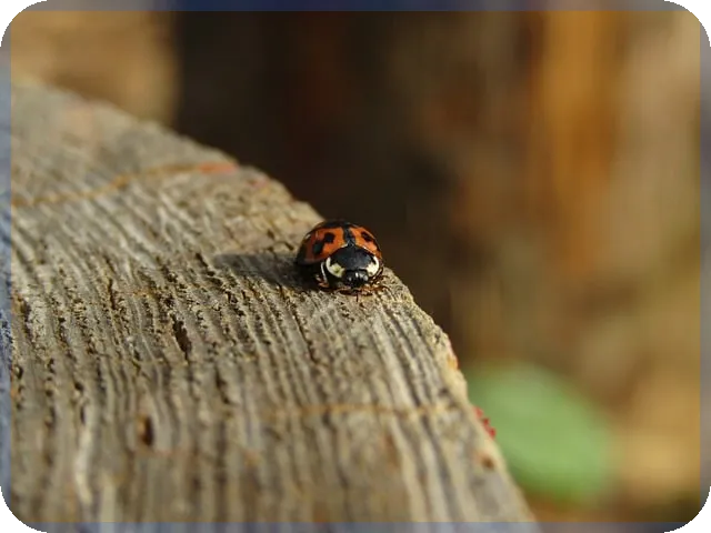 국세청세무조사 대비법 완전 정복