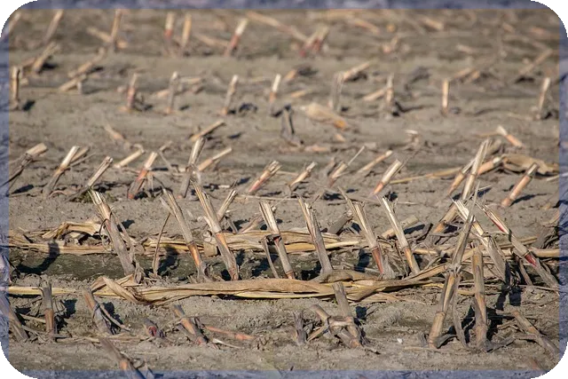 블로그마켓 활용법 온라인 판매 성공전략