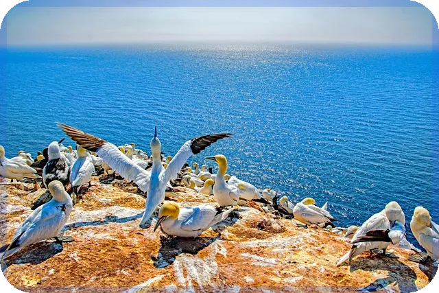 다스코주가 효과와 위험성 완벽 분석 무엇이 중요한가