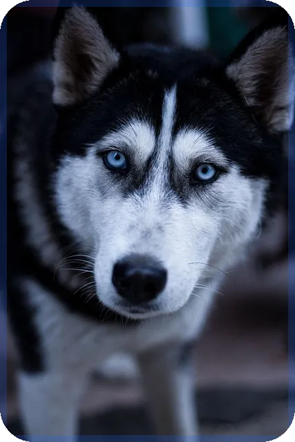 디딤돌대출 금리 계산기로 대출 조건 쉽게 파악하기