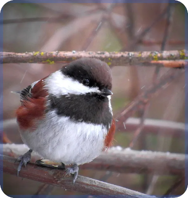 디딤돌대출 금리 계산기로 대출 조건 쉽게 파악하기