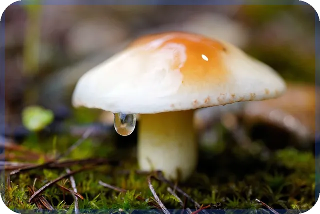 자연녹지지역 용적률 최신 규제와 실효성 분석