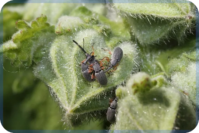 코미팜주가 실시간 분석과 투자 전략