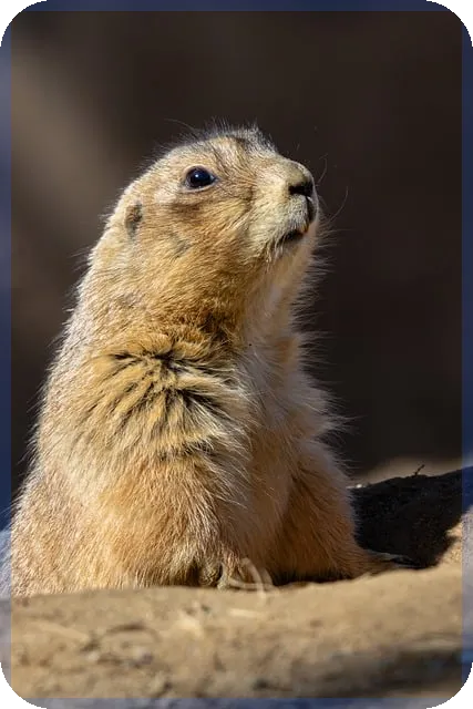 코미팜주가 실시간 분석과 투자 전략