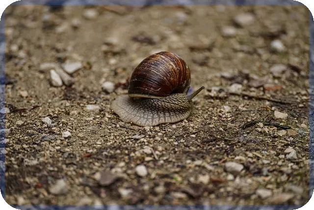 현금배당통지서 수령 방법과 주의사항 최신 가이드