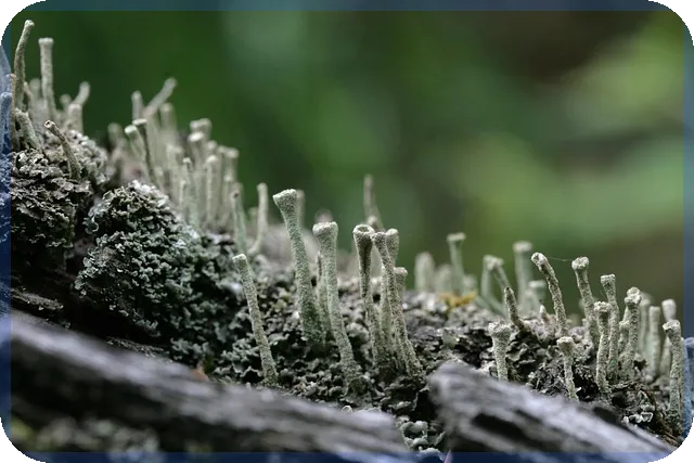 코미팜주가 상승세 전망과 기관 매도 현황 분석