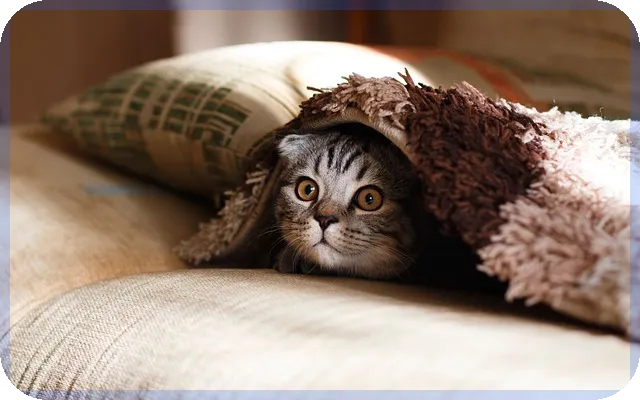 다모아보험으로 더 저렴하게 자동차보험 가입하는 방법