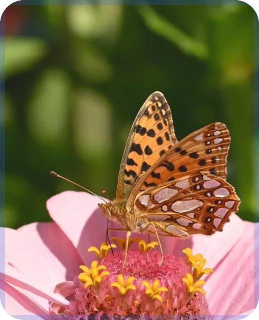 보험다보여로 현대해상 보험 빠르고 정확하게 조회하는 방법